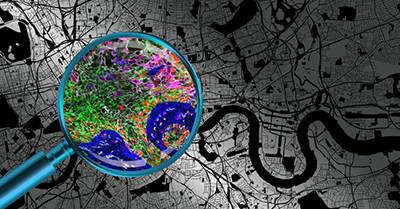 A seminal concept in spatial analysis of tissue samples: Cellular Neighborhoods.